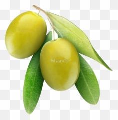 Popular And Trending - Olive Fruit Oil Emoji,Olive Emoji