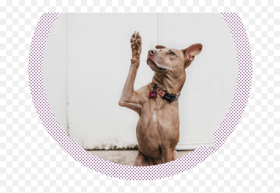 Askyourteam - Dog Hand Raise Emoji,Dog Emoji Jerky