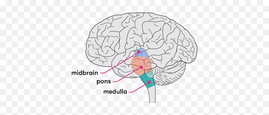 Getting Our Head Around The Brain - Curious Brain Stem Simple Diagram Emoji,Part Of Brain For Emotion