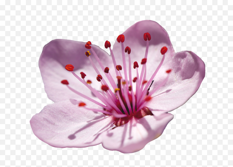 Japanese Flower Png Japanese Flower Png Transparent Free - Cherry Blossom Single Flower Emoji,Japanese Flower Emoji