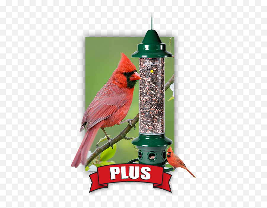 For The Birds Bird Watcher Supply Company Emoji,Cardinal Bird Facebook Emoticon