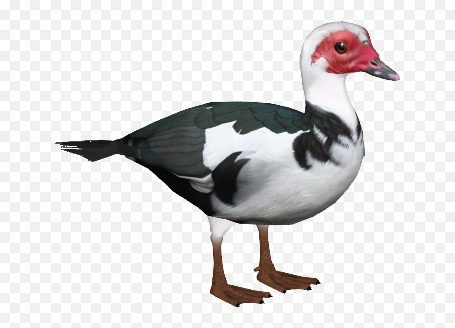 Download Domestic Muscovy Duck 7 - Muscovy Duck Png Png Muscovy Duck Png Emoji,Rubber Duck Emojis