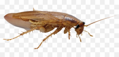 Rethinking German Cockroach Control - Parasitism Emoji,Facebook Cockroach Emoticon