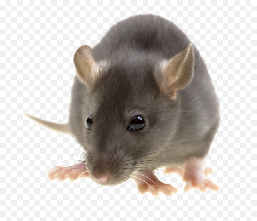 Rat Png Image With Transparent Background Png Arts Emoji,Rat Emojis