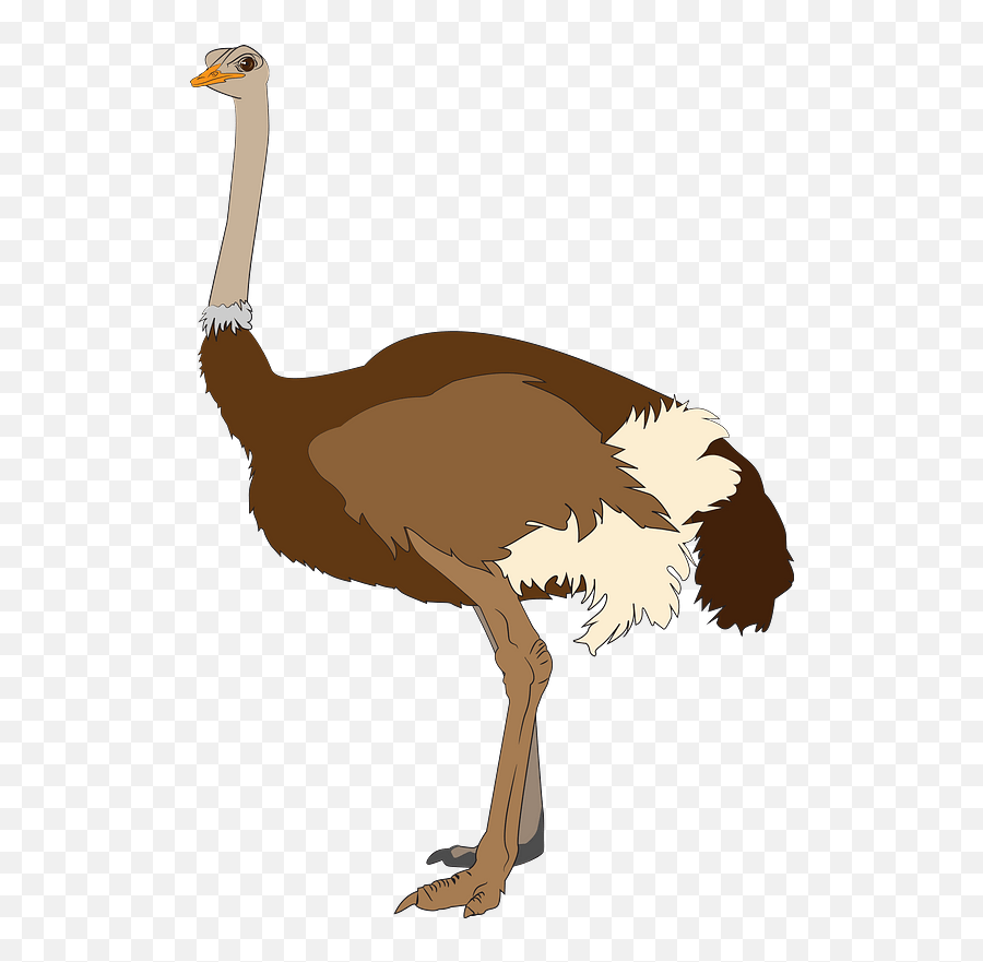 Ostrich Clipart - Ostrich Png Clipart Emoji,Ostrich Emoji