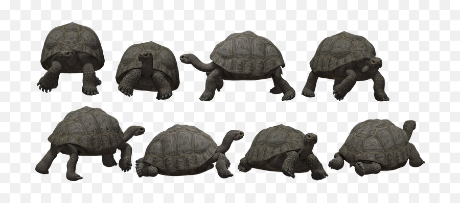 1000 Free Tortoise U0026 Turtle Images Emoji,Tortis Emoji
