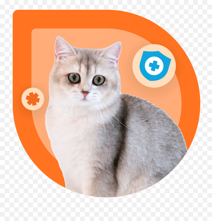 Oyen For Cats - Best Health Insurance For Your Kitty Emoji,Cat Emoji In Breaking Point