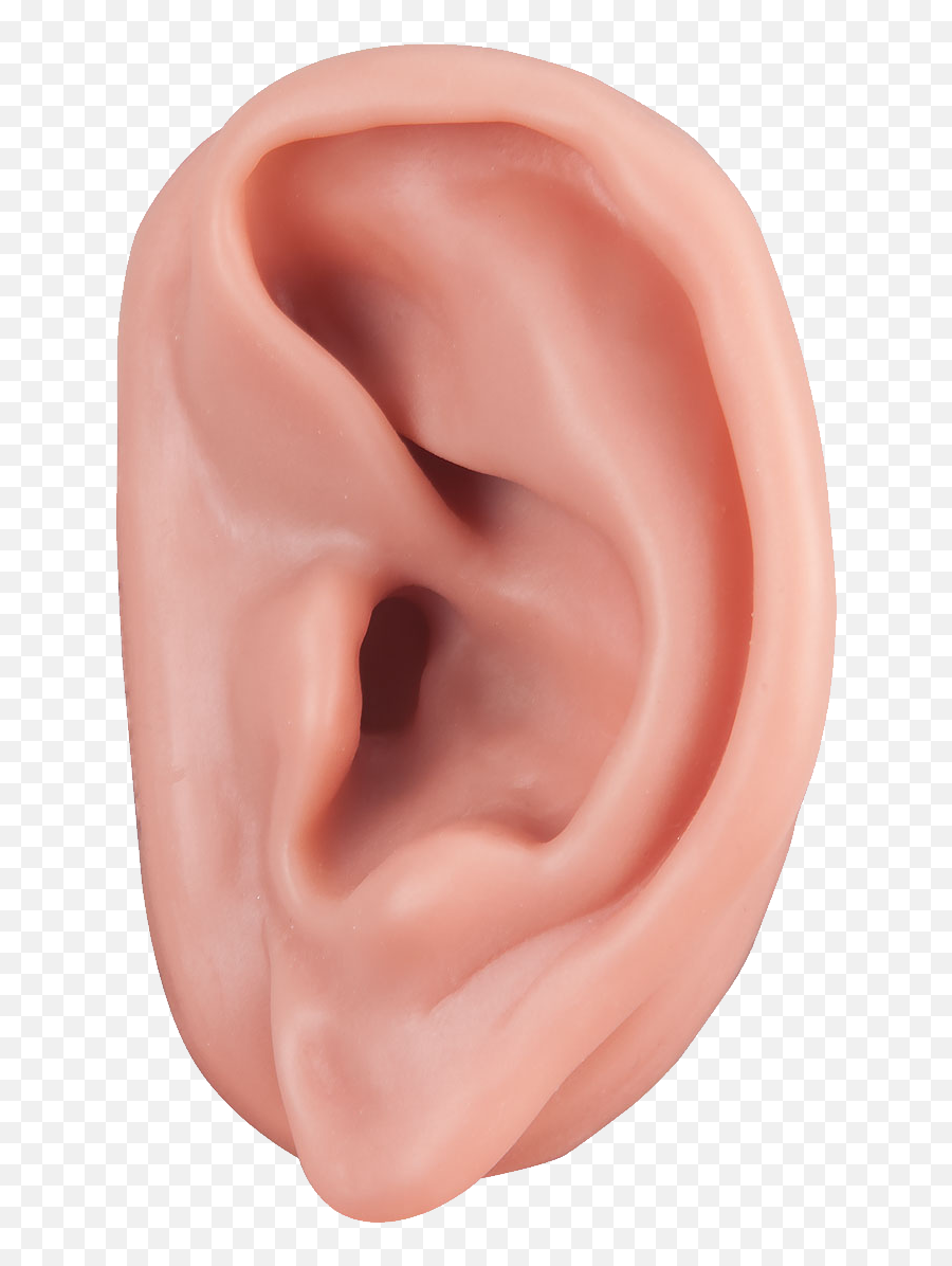 Ear Acupuncture Auricle Auriculotherapy Ossicles - Ear Png Ear Png Emoji,Acupuncture Emoji