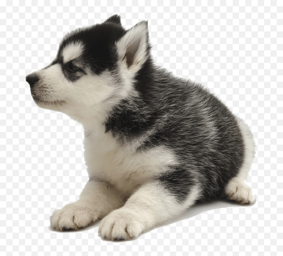 Husky Dog Sweet Sticker By Ameliamajchrzak2003 - Friends Husky And Cat Emoji,Husky Emoji