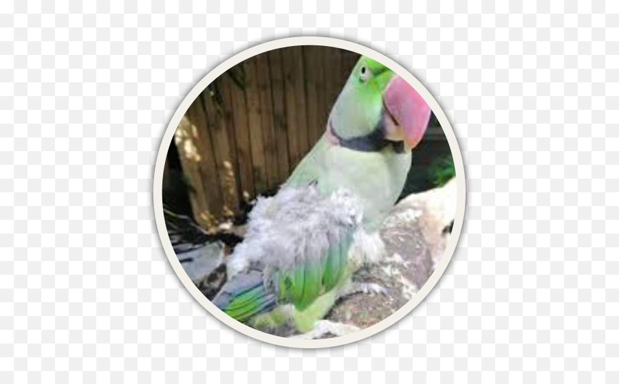 Help For Feather Plucking In Birds Birdsuppliescom - Alexandrine Parakeet Emoji,How Birds Show Emotions
