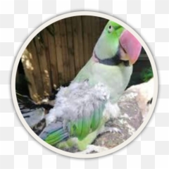 Help For Feather Plucking In Birds Birdsuppliescom - Alexandrine Parakeet Emoji,How Birds Show Emotions