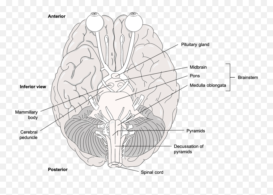124 Diencephalon Brainstem Cerebellum And Limbic System - Language Emoji,Part Of Brain For Emotion