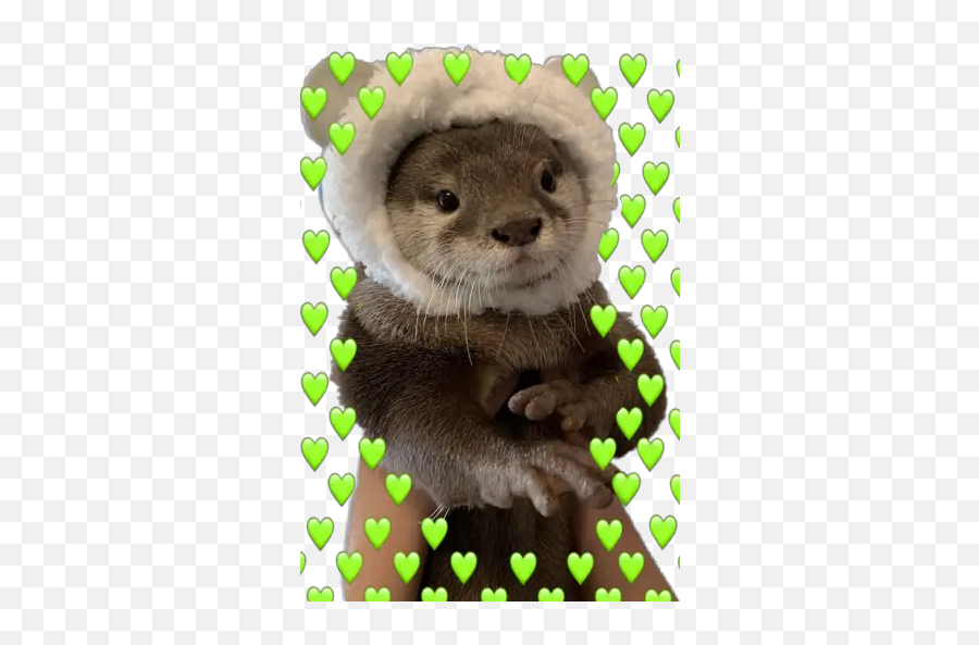 Nutrias Stickers For Whatsapp - Otter With A Xmas Hat Emoji,Durmiento Emoticon