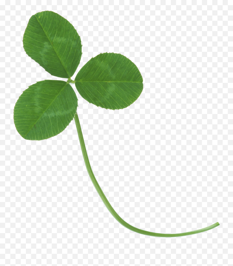 Clover Png Image Hd Background U2013 Png Lux - Real Clover Transparent Background Emoji,Emojis Png Clover