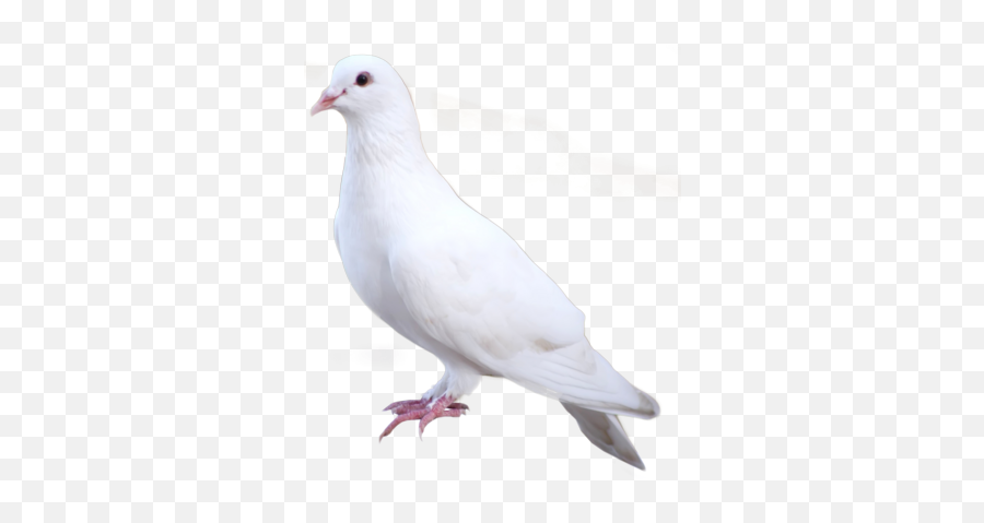 Descending White Dove Png Free - 33360 Transparentpng Emoji,Dove Bird Emojis