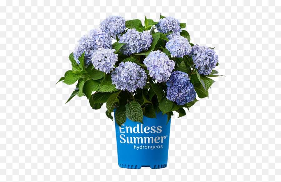 The Original Bigleaf Hydrangea Endless Summer - Endless Summer Hydrangea Emoji,How To Make Facebook Flower Emoticons