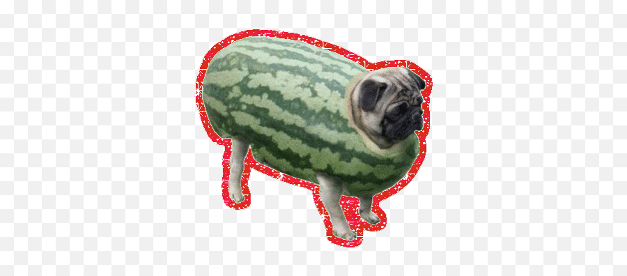 Top Puppy Birth Stickers For Android U0026 Ios Gfycat - Watermelon Pet Emoji,Puppy Emoji