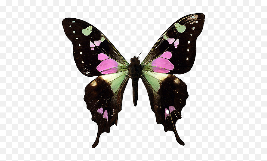 Story - Purple Spotted Swallowtail Emoji,Human Emotion Throughout Metamorphosis