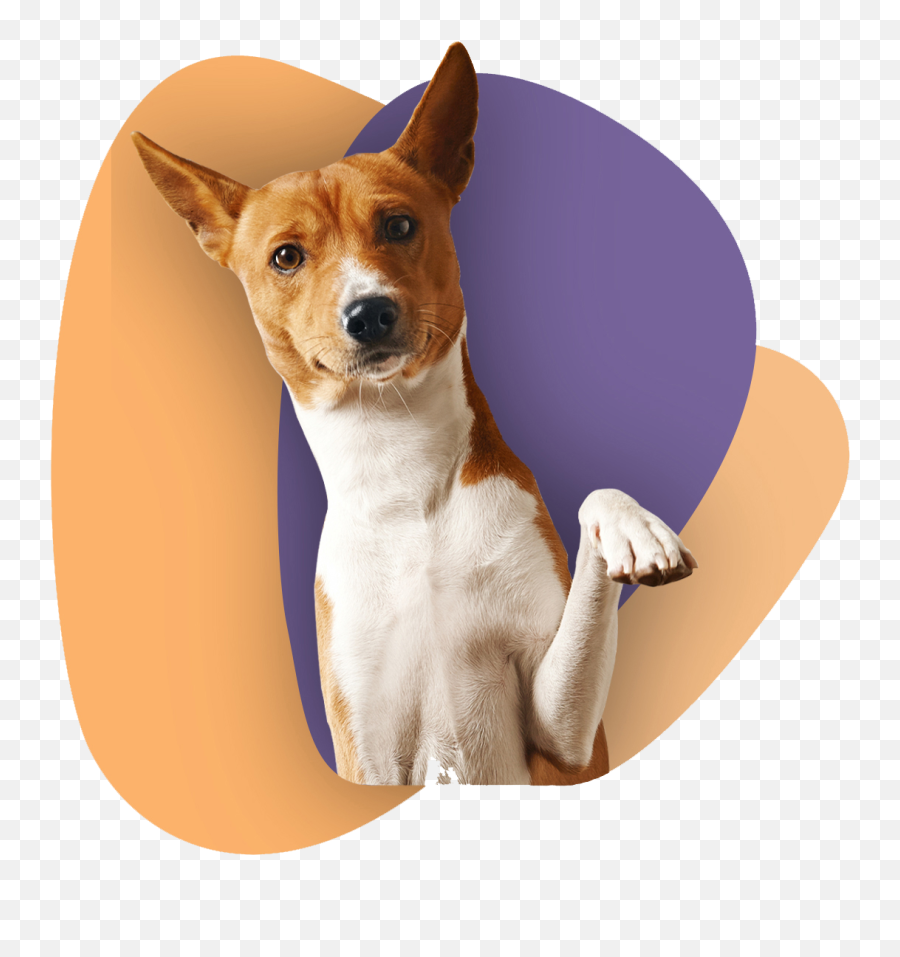 Waggedy - Alimento Poder Canino 25kg Emoji,Emojis For Take Your Dog To Work Day Waggedy - Alimento Poder Canino 25kg Emoji,Emojis For Take Your Dog To Work Day