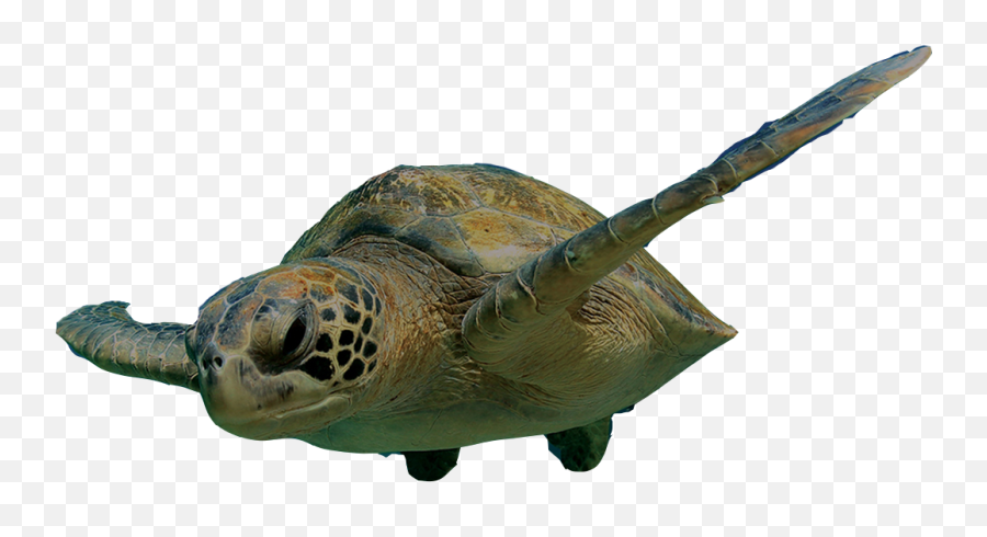 Loggerhead Png U0026 Free Loggerheadpng Transparent Images - Turtle Swimming Png Emoji,Sea Turtle Emoji
