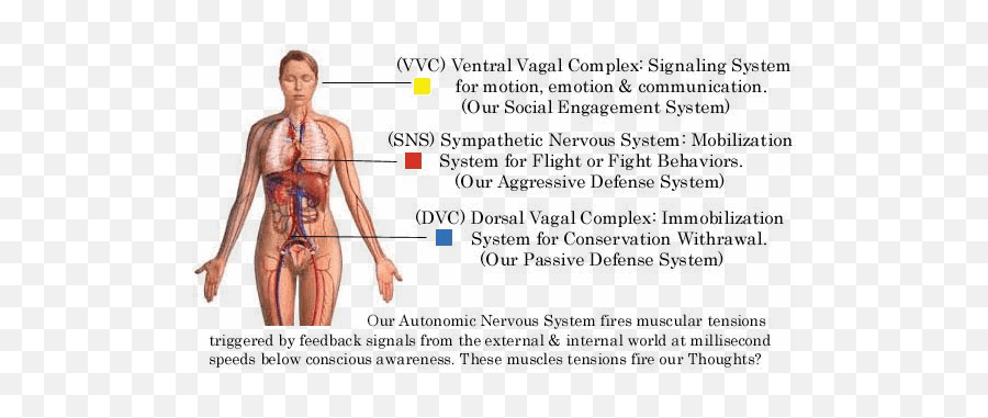 Trauma Ptsd Stress Mental Health And Yoga - Savy Vagus Nerve Polyvagal Theory Emoji,Nervous Emotion