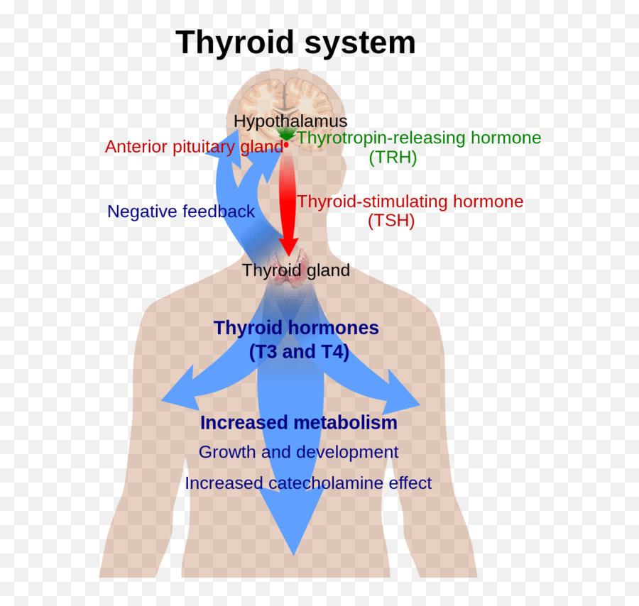 Thyroid Gland - Anatomy Types Structure Functions Rxharun Emoji,Humans Feel Negative Emotions 2.5x More Than Positive Ones