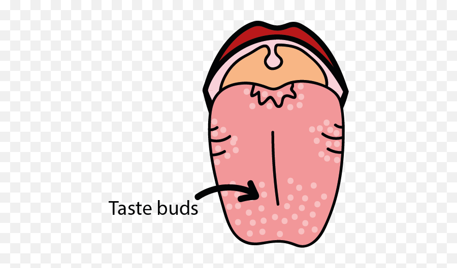 Pairing Flavours And The Temporal Order - Tongue With Taste Buds Clipart Emoji,With A Crumb Of Bread Or Of Cheese Can Create More Emotion Than With Caviar