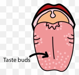 Pairing Flavours And The Temporal Order - Tongue With Taste Buds Clipart Emoji,With A Crumb Of Bread Or Of Cheese Can Create More Emotion Than With Caviar