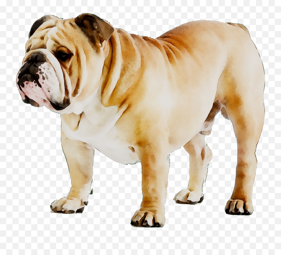 Bulldog Breeds Png U0026 Free Bulldog Breedspng Transparent - Dog Bull Dog Transparent Emoji,Dog Breed Emojis