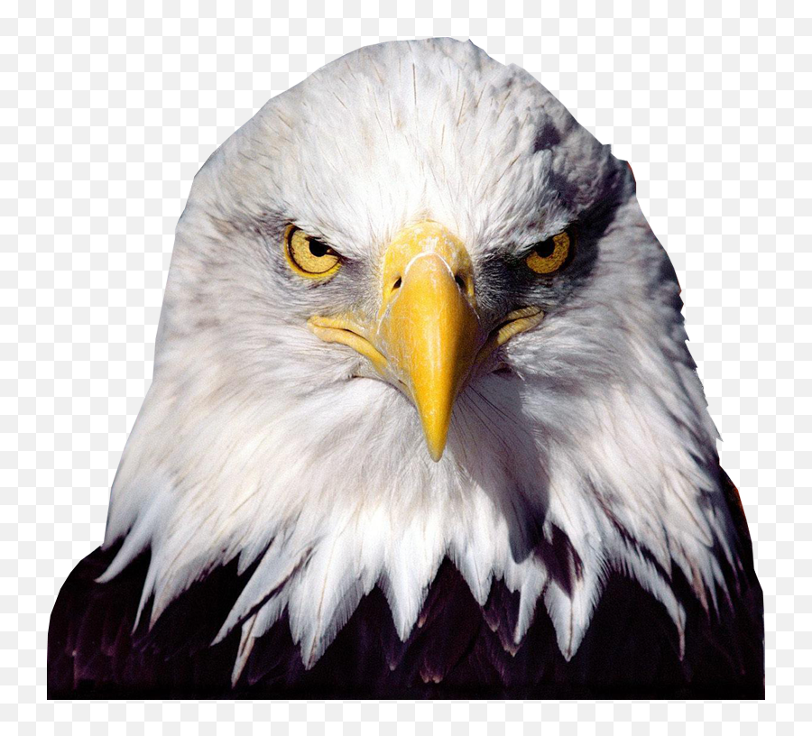 Bald Eagle Bird - Bald Eagle Transparent Emoji,American Eagle Emoji