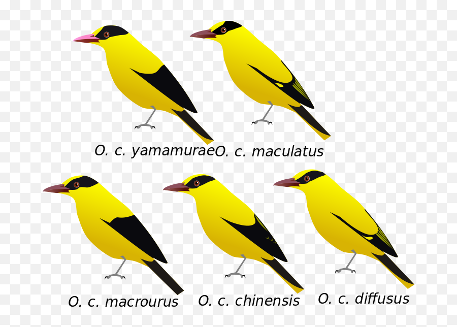 Schijtbekreiger Op Kalenderblaadje Gevonden 109 Bas Van - Burung Kepodang Png Emoji,Engeltje Emoticon