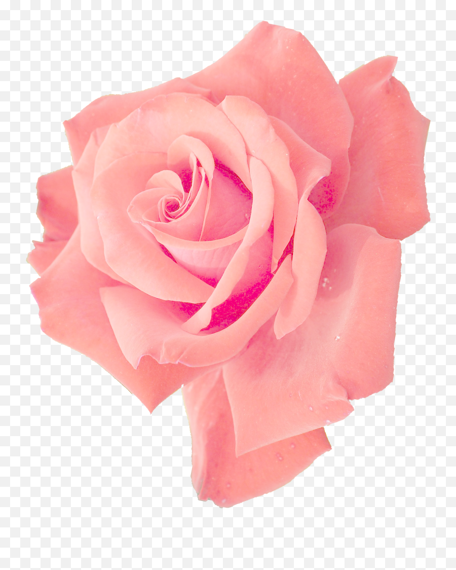 Rose Png Hd Images Free Rose Clipart Download - Free Pink Flower Png Transparent Emoji,Pink Rose Emoji