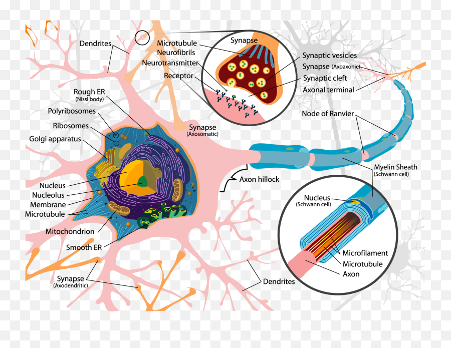 Toxtutor - Detailed Structure Of Neuron Emoji,Emotion Chemicals