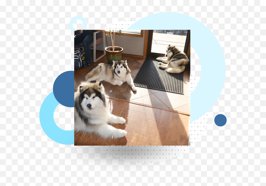 Chiropractor North Spokane Wa - Northern Breed Group Emoji,Husky Stages Of Emotion