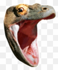 Info And Guides For Twitch - Komodohype Emote Emoji,Lily Pichu Twitch Emojis