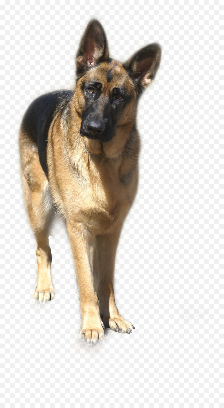 The Most Edited - Old German Shepherd Dog Emoji,Gsd German Shepard Emojis