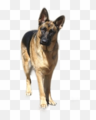 The Most Edited - Old German Shepherd Dog Emoji,Gsd German Shepard Emojis