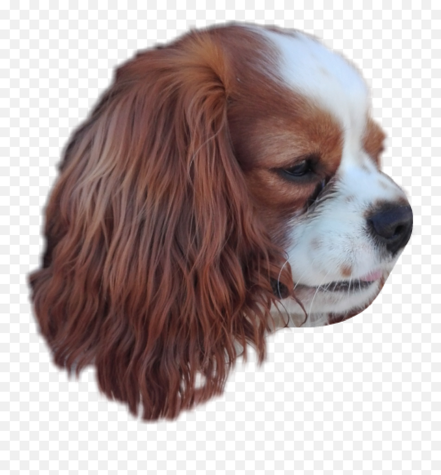 The Most Edited - Cavalier King Charles Spaniel Emoji,Cavalier King Charles Spaniel Sticker Emoji