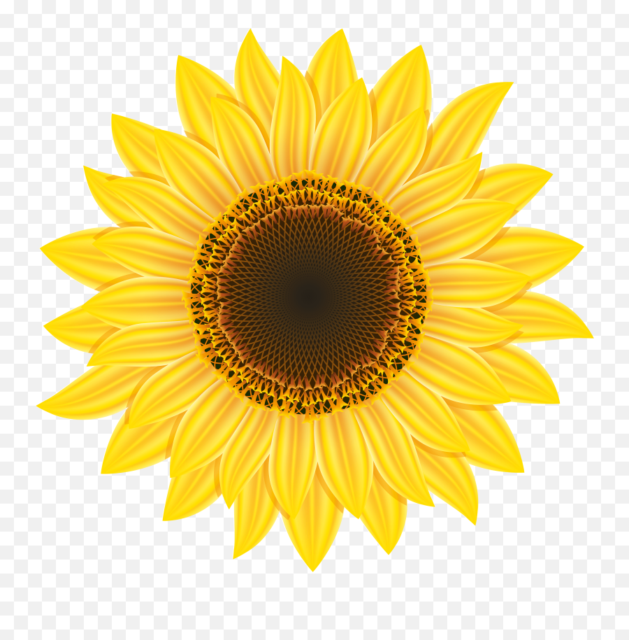 Free Sunflower School Cliparts Download Free Sunflower - Clipart Transparent Sunflower Png Emoji,Keyboard Emoticons Flower