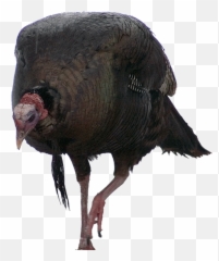 Marketing Archives - Wild Turkey Emoji,Wild Turkey Emotion