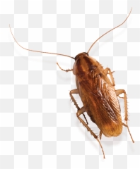 Levels Of Control - Parasitism Emoji,Facebook Cockroach Emoticon
