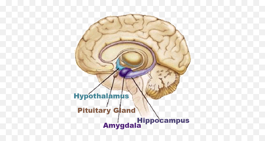 Limbic Reflexology From Reflexology By Paula - Limbic System Emoji,Hypothalamus Emotions