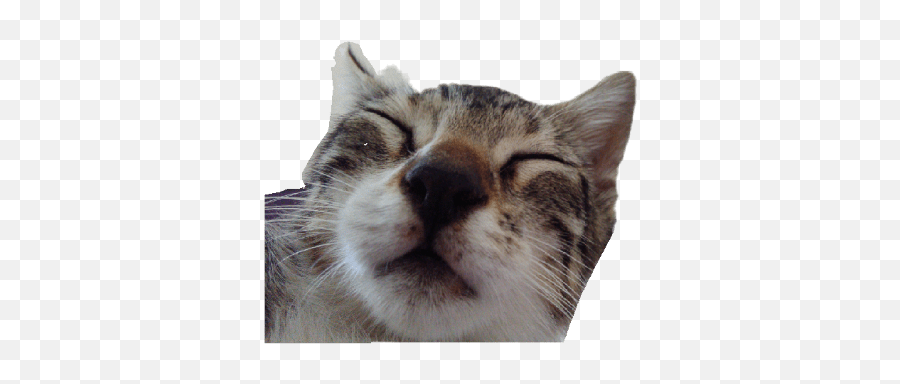 Mrmrcan Reyiz Emoji,Tabby Emojis Transparent