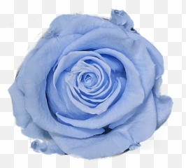 The Four Get Me Not U2013 Rosepops Emoji,Rose And Star Emojis