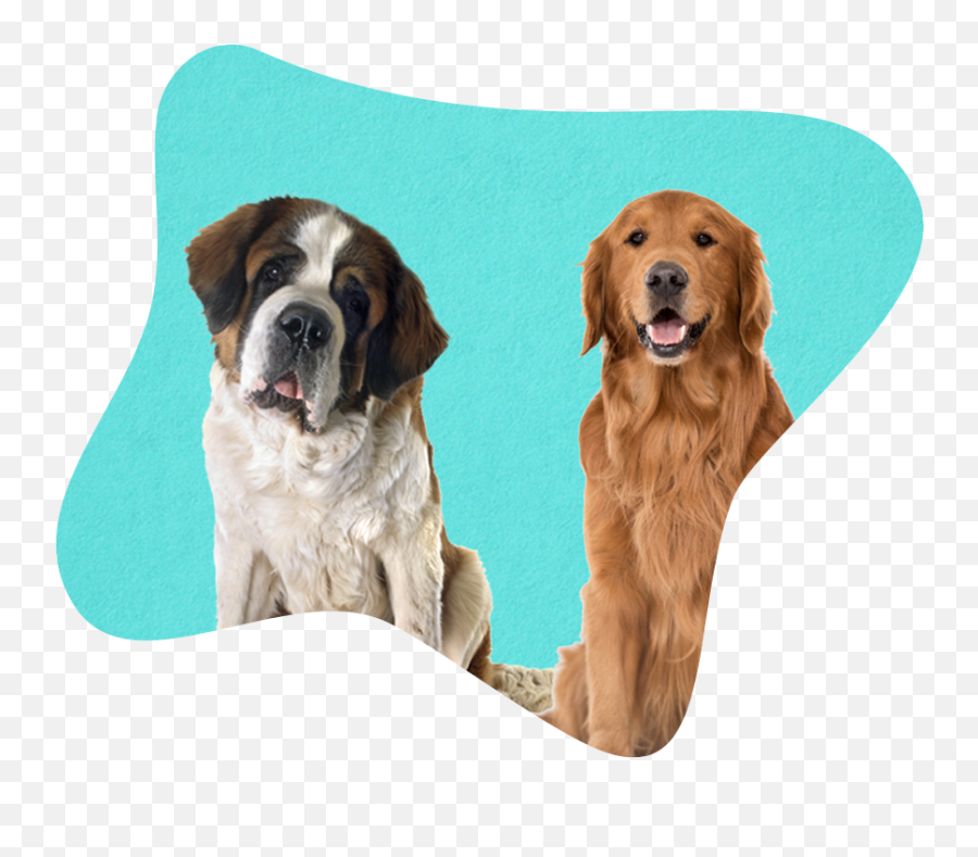 Siteadmin Author At Cover My Insurance Emoji,Appeal To Emotion Examples Dogs