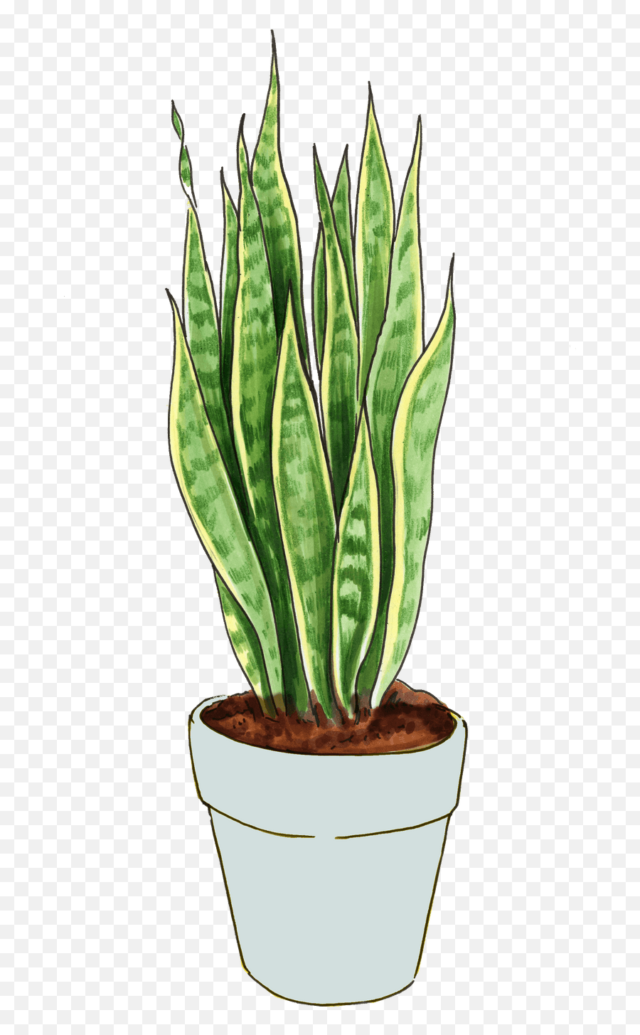 Big Burly Plant Collection Snake Plant U0026 Zz Plant Lively Emoji,Big Stem Emoji