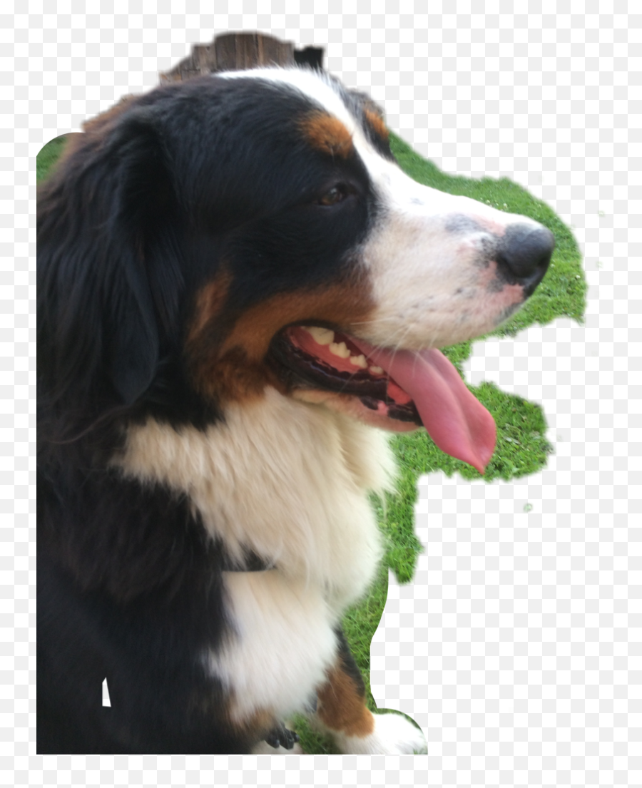 Polish Dogs Sticker - Vulnerable Native Breeds Emoji,Bernese Mountain Dog Emoji