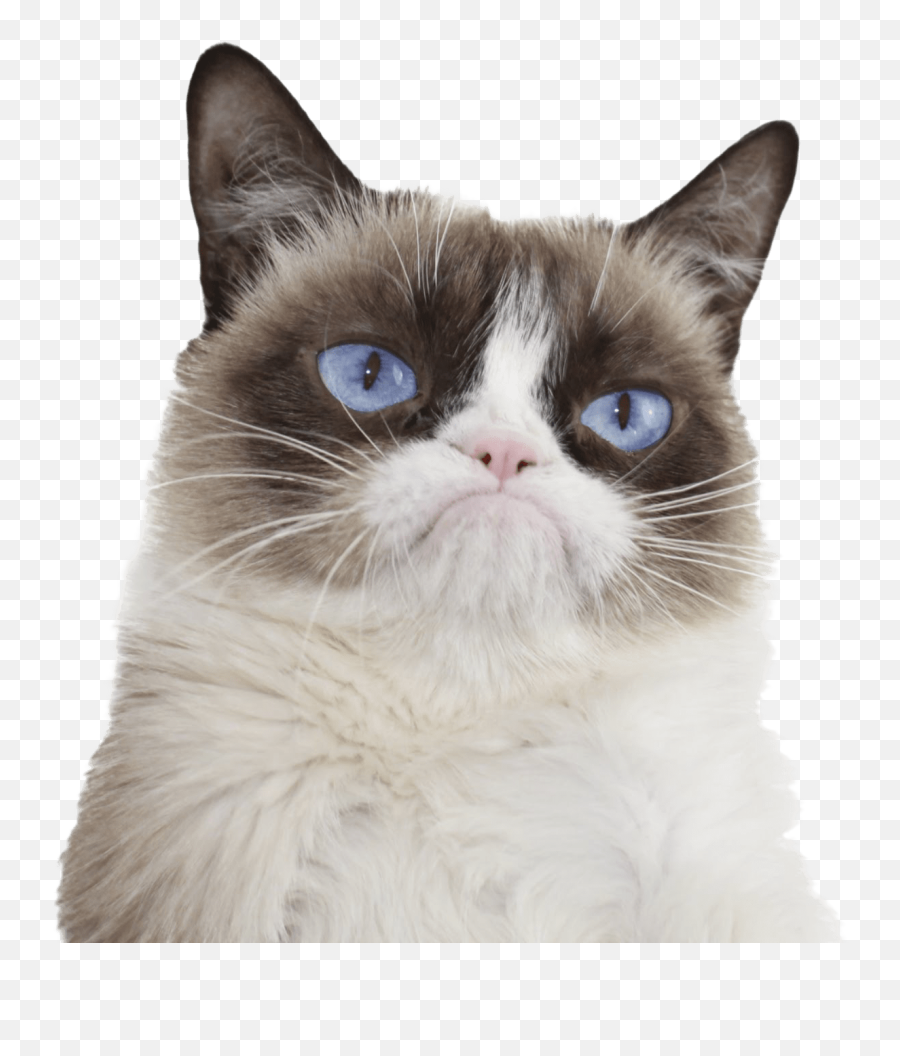 Sad Cat Face Png - Grumpy Cat Transparent Background Emoji,Sad Cat Emoji