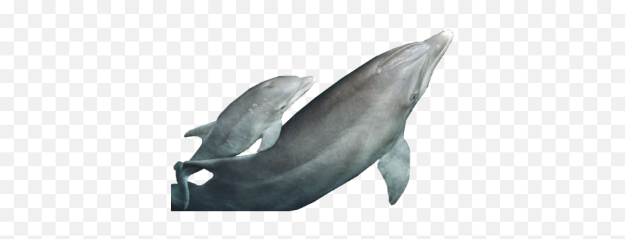 Dolphins - Common Bottlenose Dolphin Emoji,Dolphins And Emotions