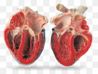 Human - Inside Heart Real Life Emoji,Emotions Energy Human Body Pics